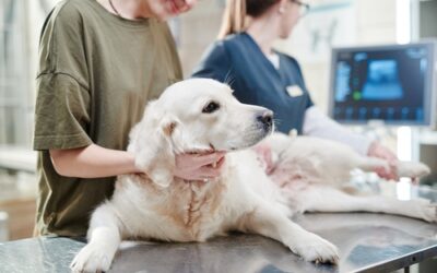 Vet Ultrasound Equipment – Complete Evaluation Framework for Veterinary Practices
