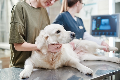 Vet Ultrasound Equipment –  Complete Evaluation Framework for Veterinary Practices